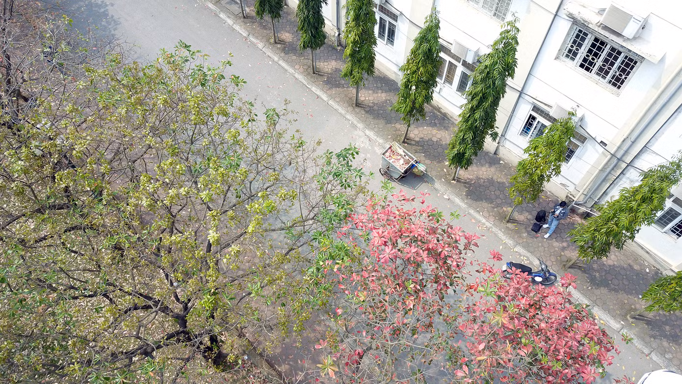 Một số cây đã bắt đầu thay lá mới. Ảnh: DƯƠNG TRIỀU