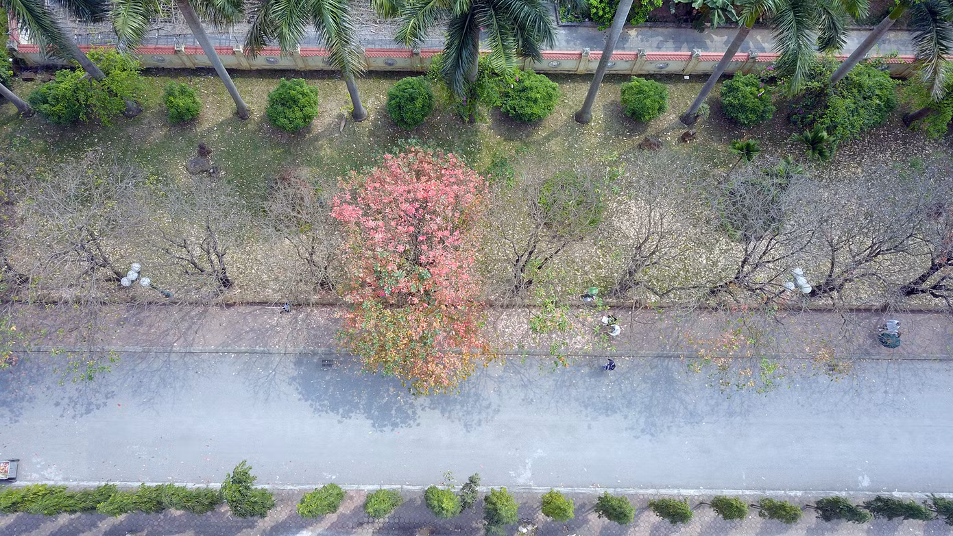 Hàng cây lộc vừng dài khoảng 100m. Ảnh: DƯƠNG TRIỀU