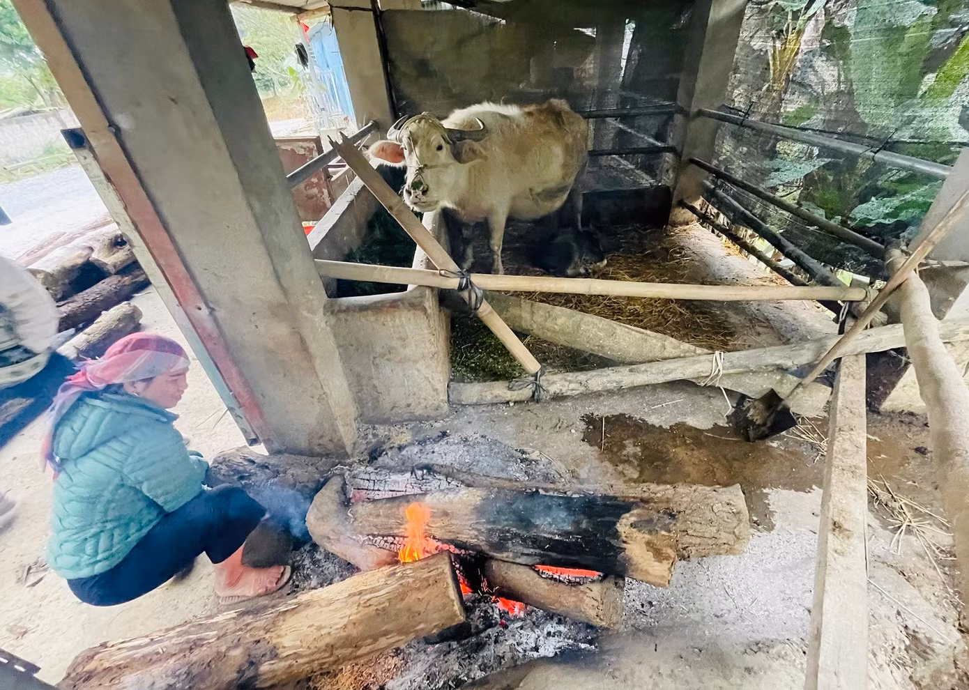 Chị Làng Thị Linh ở xã Mường Vi, huyện Bát Xát, tỉnh Lào Cai chia sẻ:" Nhà có con nghé vừa sinh hôm qua nên hai vợ chồng phải đốt lửa sưởi ấm khi thời tiết hạ xuống 0 độ C, rét buốt như thế này". Chị Làng Thị Linh ở xã Mường Vi, huyện Bát Xát, tỉnh Lào Cai chia sẻ:" Nhà có con nghé vừa sinh hôm qua nên hai vợ chồng phải đốt lửa sưởi ấm khi thời tiết hạ xuống 0 độ C, rét buốt như thế này".