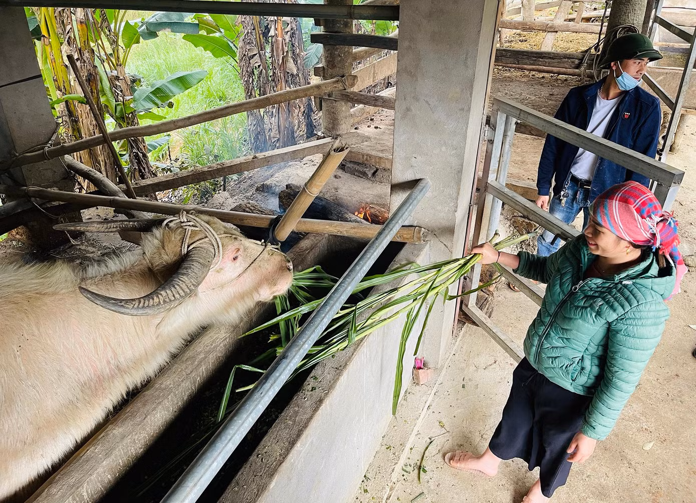 Chủ tịch UBND xã Y Tý Tráng A Lử cho biết, mùa Đông Xuân năm nay, 100% các hộ chăn nuôi trong xã đã hoàn toàn chủ động phòng, chống đói rét cho đàn gia súc của gia đình mình. Hiện nay, Y Tý có tổng đàn gia súc 5.220 con, với trên 1.300 con trâu, 101 con ngựa, 215 con dê, 13 con bò… Chủ tịch UBND xã Y Tý Tráng A Lử cho biết, mùa Đông Xuân năm nay, 100% các hộ chăn nuôi trong xã đã hoàn toàn chủ động phòng, chống đói rét cho đàn gia súc của gia đình mình. Hiện nay, Y Tý có tổng đàn gia súc 5.220 con, với trên 1.300 con trâu, 101 con ngựa, 215 con dê, 13 con bò…