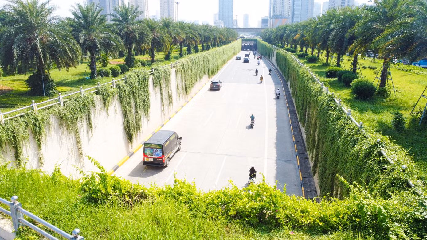 Cây thường được nhiều người dân tìm mua về trồng tại ban công, sân thượng để tạo tấm thảm che nắng.