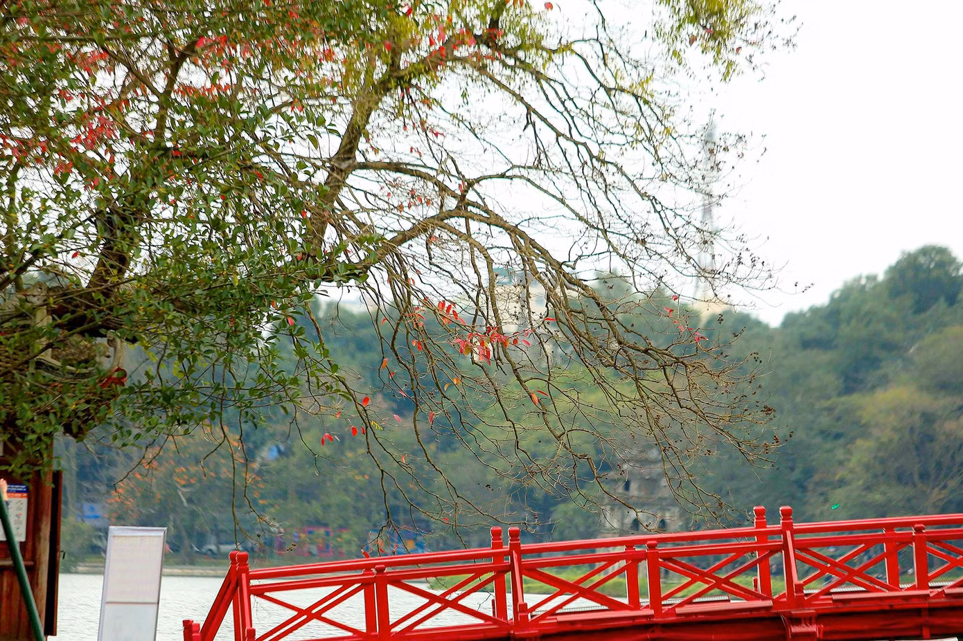 Một Hà Nội dịu dàng, một Hà Nội nên thơ, đi giữa phố phường Thủ đô những ngày này cứ ngỡ như đang "lạc bước" ở trời Âu.
