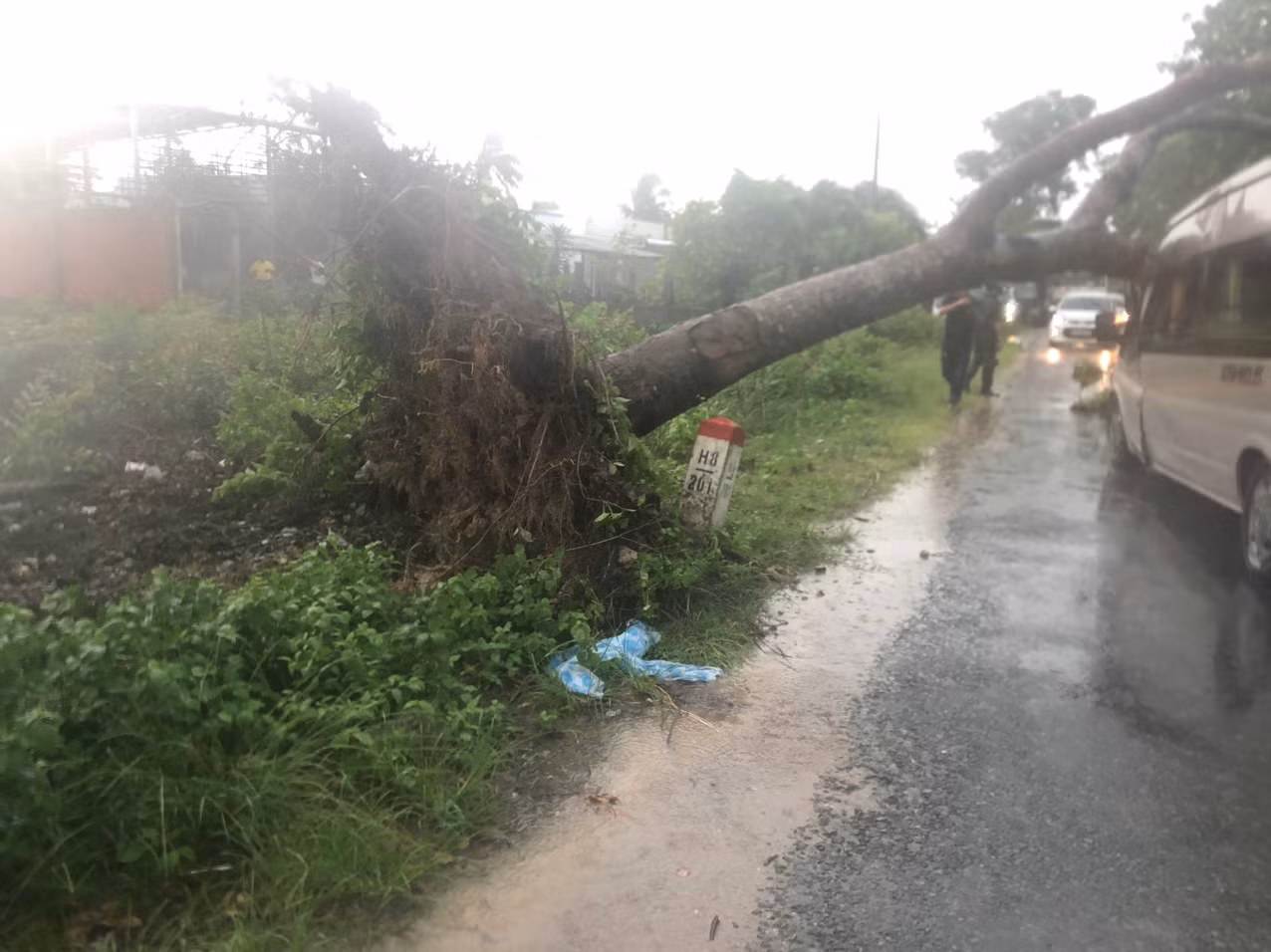 Hiện trường cây xà cừ bật gốc đè ô tô 16 chỗ đang lưu thông.