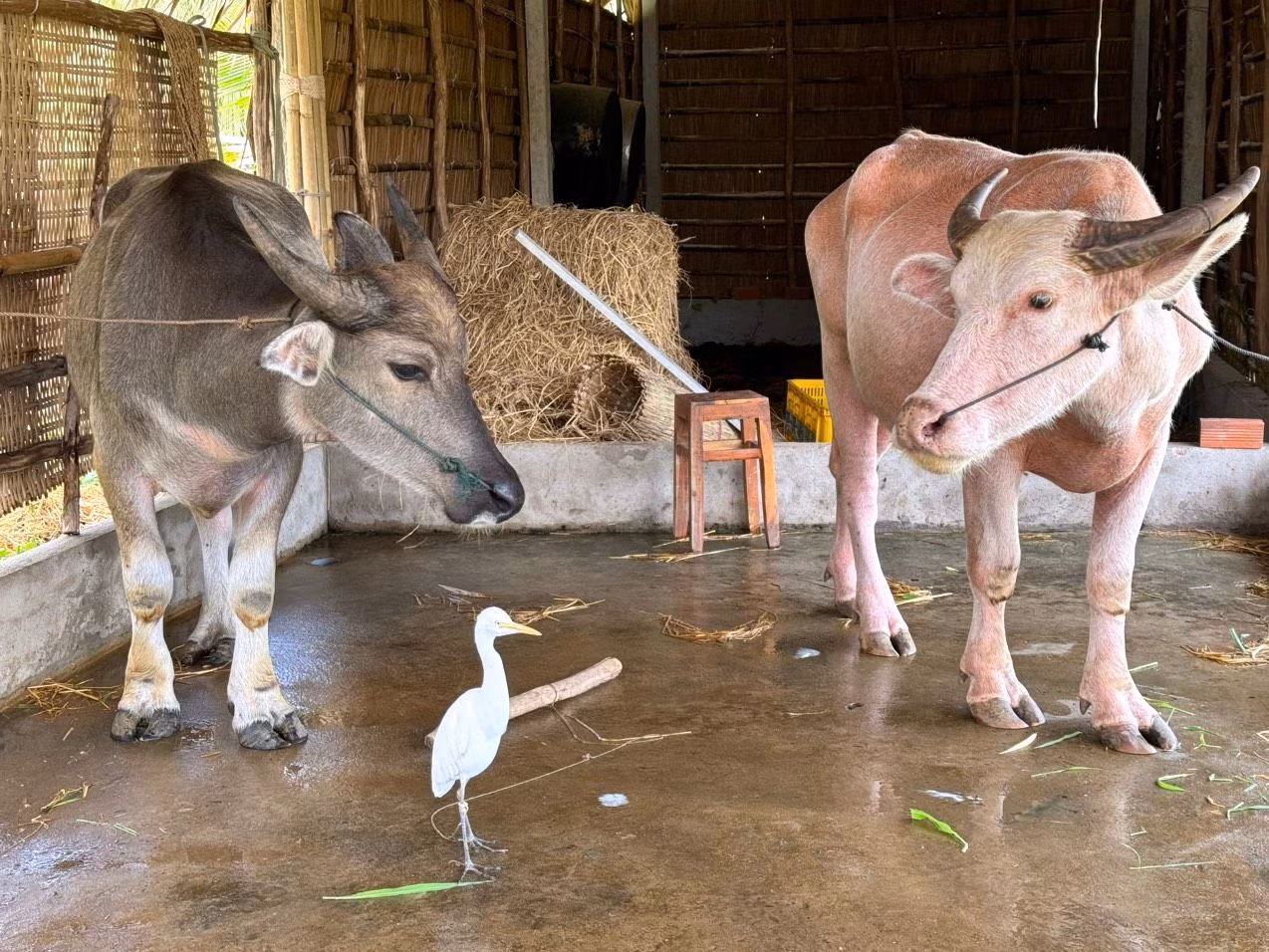 Trâu hồng có trọng lượng khoảng 350 kg.