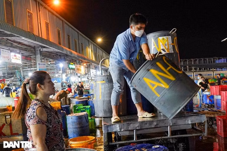 Cá lóc đựng trong các thùng nhựa được vận chuyển đến cổng chợ Bình Điền bằng xe tải, sau đó nhân viên của các sạp cá sẽ dùng các xe nhỏ hơn để đưa cá vào chợ.