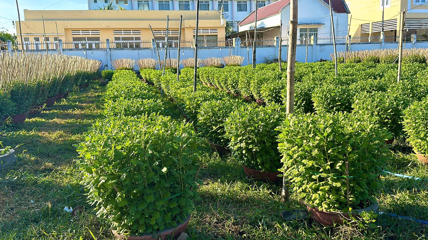 Để đảm bảo cho vườn hoa đẹp, ngoài việc xuống giống đúng thời vụ, hộ trồng hoa còn phải cẩn thận lựa chọn những cây giống khỏe mạnh để trồng, chăm sóc kỹ lưỡng. Để đảm bảo cho vườn hoa đẹp, ngoài việc xuống giống đúng thời vụ, hộ trồng hoa còn phải cẩn thận lựa chọn những cây giống khỏe mạnh để trồng, chăm sóc kỹ lưỡng.