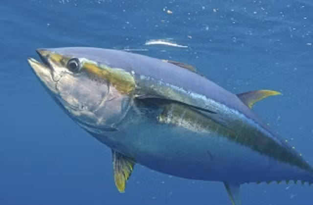 Top 10 loài cá bơi nhanh nhất thế giới ảnh 3