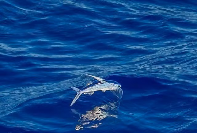 Cá chuồn, loài cá biết bay ảnh 1