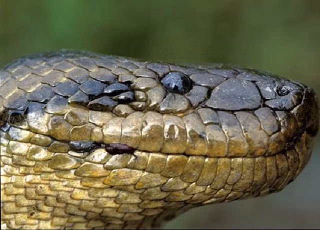 Trăn Anaconda, huyền thoại và sự thật ảnh 3