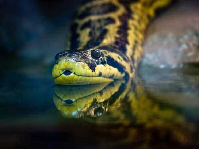 Trăn Anaconda, huyền thoại và sự thật ảnh 2