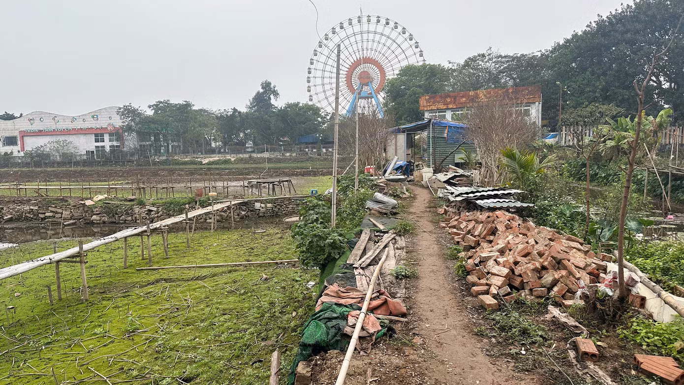 Đại diện UBND phường Nhật Tân cho biết, thông thường thời điểm này hồ Sen được rút cạn nước, đến tháng sau sẽ bơm lại để sen nở.