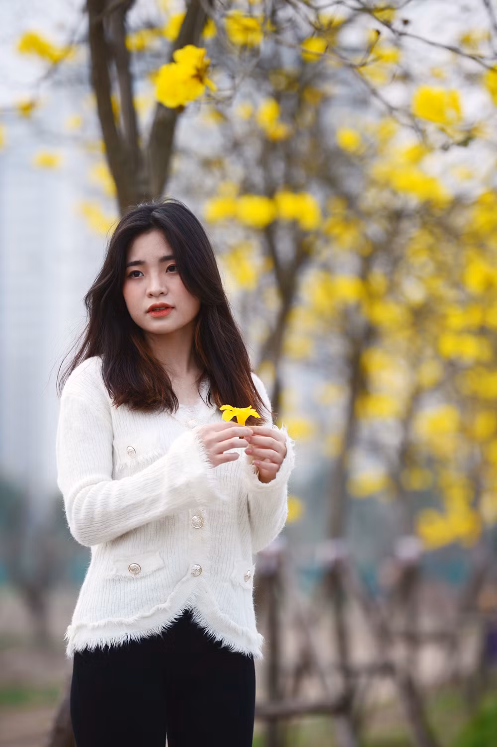 Đông đảo nữ sinh đến tham quan, chụp ảnh với sắc vàng hoa phong linh.