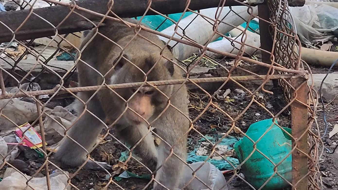 Khỉ đuôi dài có tên khoa học là Macaca fascicularis, thuộc nhóm IIB trong danh mục động vật rừng nguy cấp quý hiếm. Ảnh: A.X