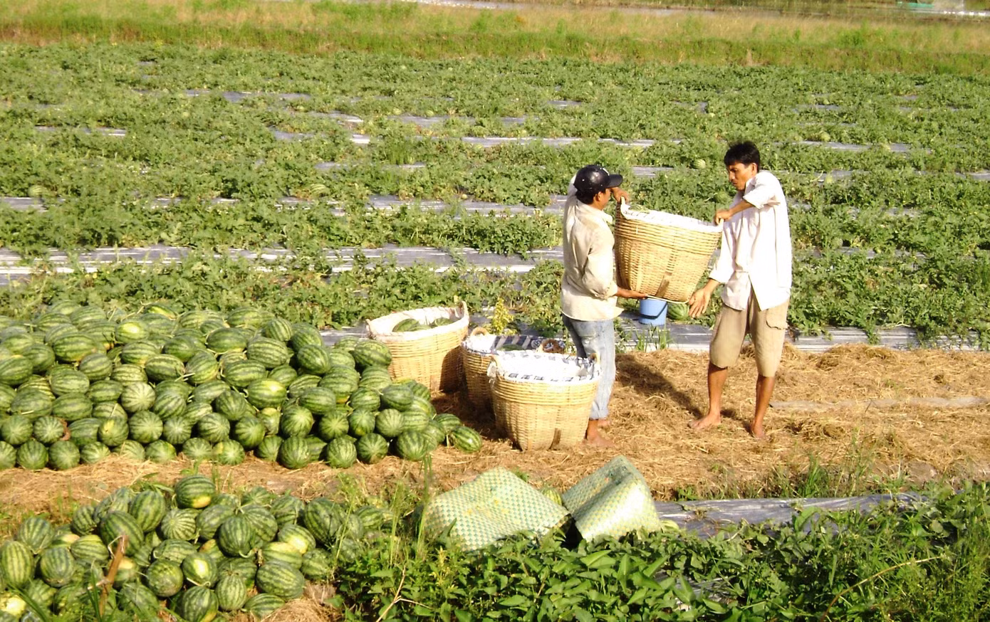 Thu hoạch dưa hấu ở Cần Thơ.
