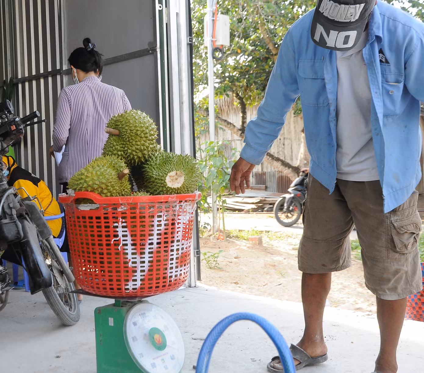 Bà Phan Thị Mỹ Linh (xã Nhơn Ái, huyện Phong Ðiền, TP Cần Thơ) cho biết, 10 công sầu riêng của gia đình năm nay cho sản lượng khoảng 15 tấn, tăng 5 tấn so với năm trước nhưng giá bán lại thấp, trừ đi các chi phí, bà thu lời khoảng 400 triệu đồng, thấp hơn khá nhiều so với năm trước.
