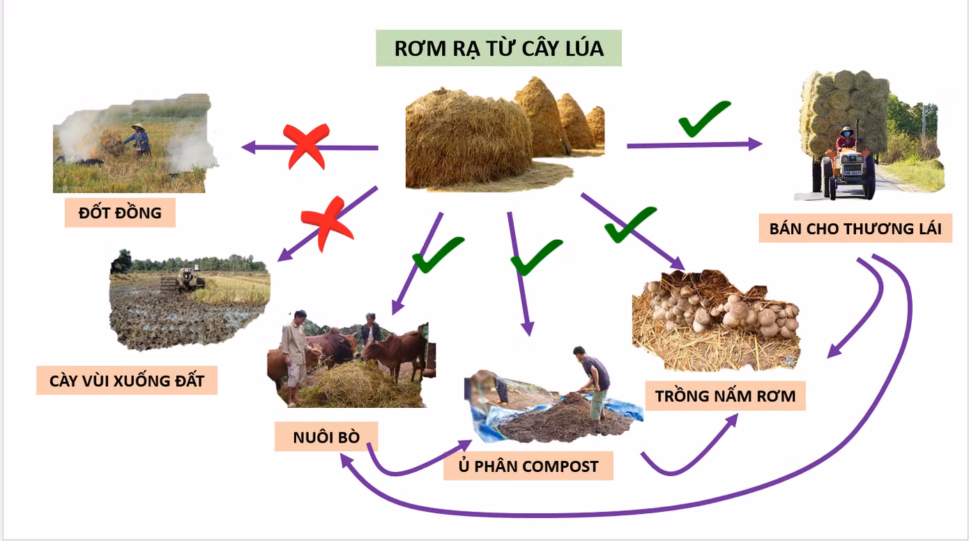 Theo ông Lê Anh Tuấn, rơm rạ không nên đốt hay vùi xuống đất, thay vào đó là nhiều lợi ích khác.