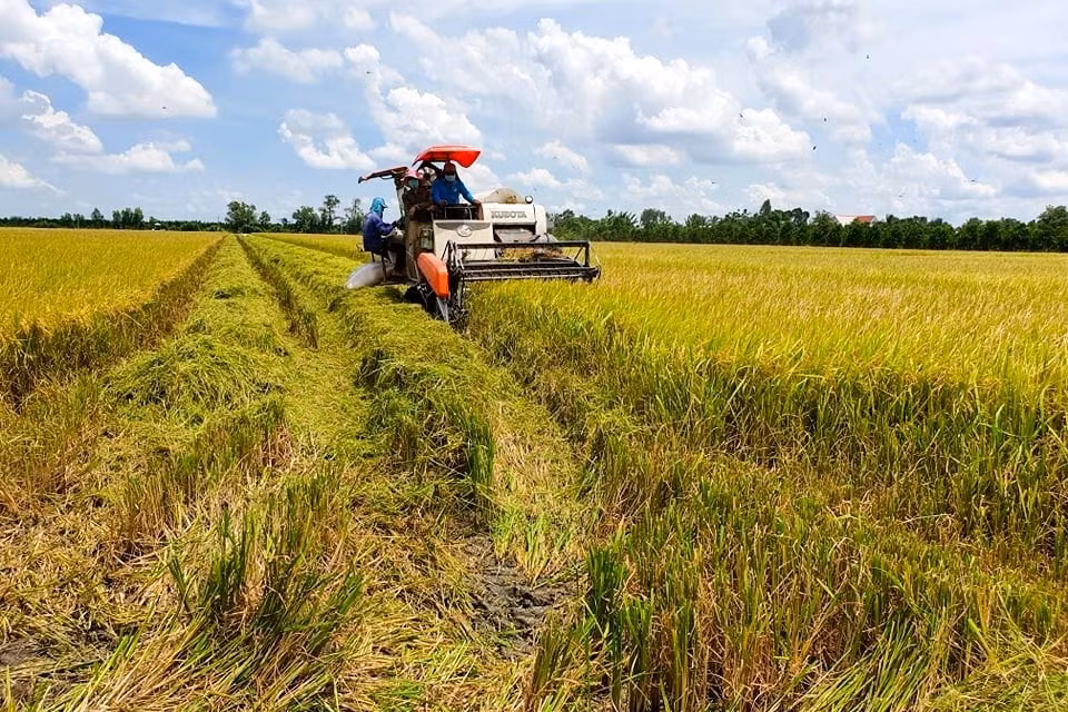 Vùng ĐBSCL sản xuất khoảng 24-25 triệu tấn lúa mỗi năm. Ảnh: CK