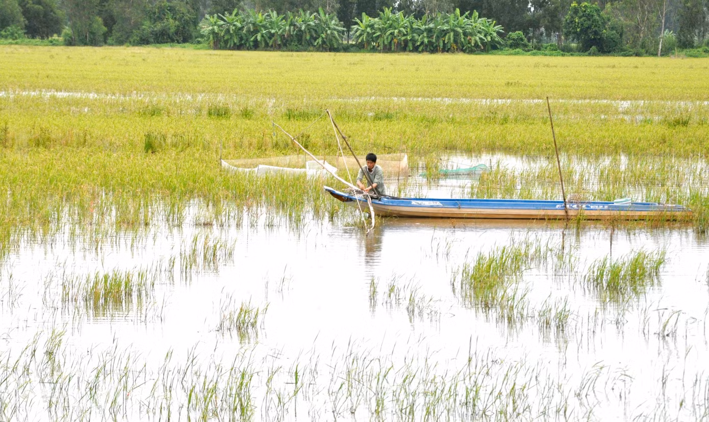 Vụ Thu Đông năm nay, tỉnh Hậu Giang chỉ xuống giống 35.000 ha, chưa bằng một nửa so với vụ Hè Thu trước đó và cũng giảm hàng nghìn ha so với vụ Thu Đông năm trước. Những cánh đồng bỏ sản xuất lúa vụ 3, người dân chuyển sang mưu sinh bằng đánh bắt thủy sản.
