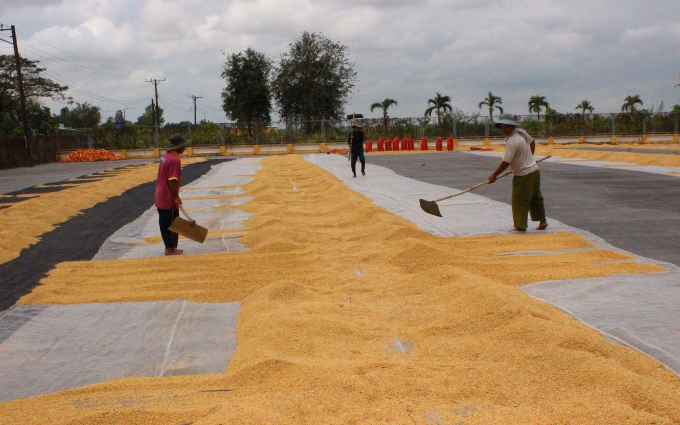 Nông dân được xem là điểm yếu nhất trong chuỗi giá trị lúa gạo. Ảnh: CK