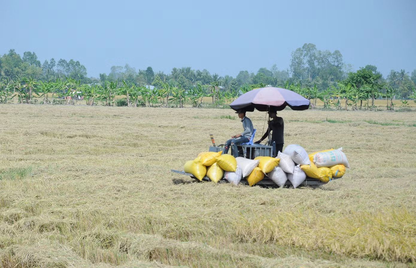 Nông dân Đồng bằng sông Cửu Long trúng mùa vụ Đông Xuân, tuy nhiên giá lúa gần đây liên tục giảm làm vơi đi lợi nhuận của người trồng lúa. Ảnh: CK.