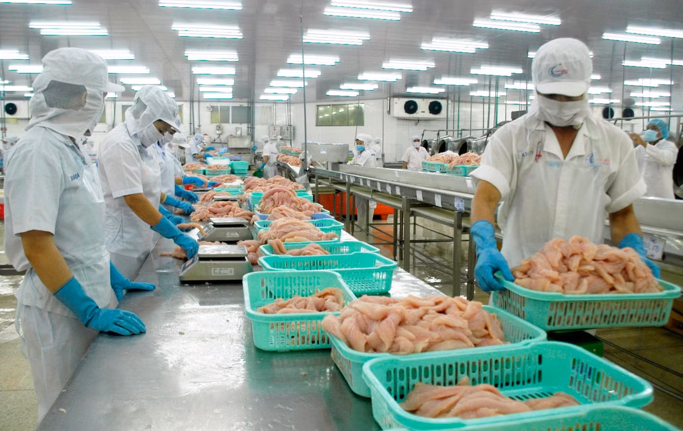 Xuất khẩu cá tra tháng 1/2023 giảm 50% so với cùng kỳ năm trước. Ảnh: CK