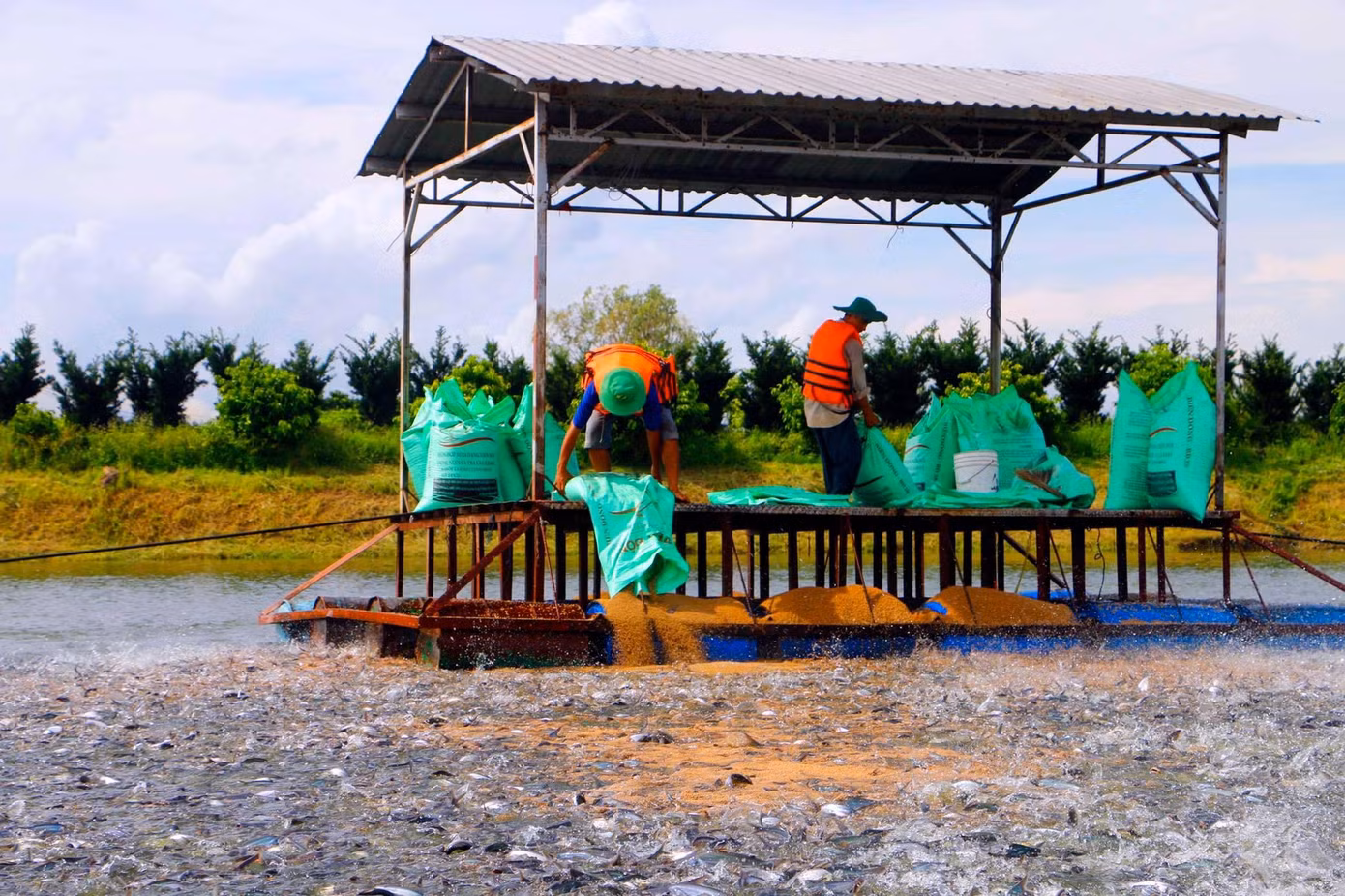 Xuất khẩu cá tra hồi phục sau thời gian dài ảm đạm ảnh 1