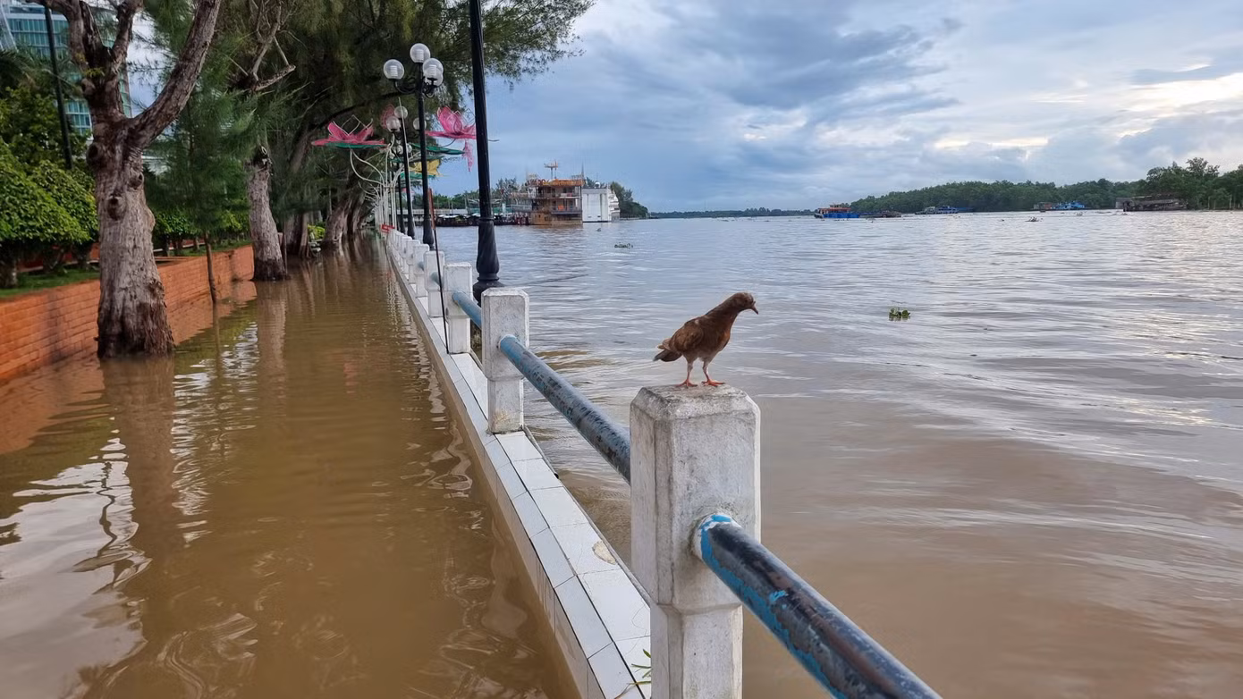 Năm nay, các đợt triều cường mực nước sông tại Cần Thơ cao hơn trung bình nhiều năm do nước lũ về khu vực Đồng bằng sông Cửu Long cao hơn các năm trước, kết hợp với thủy triều gây ngập úng nhiều nơi.