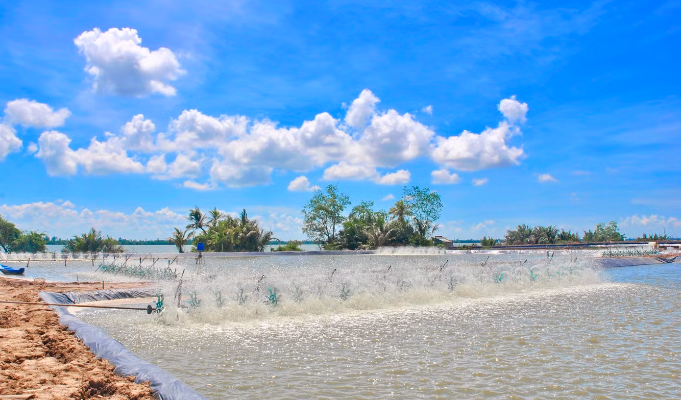 Nuôi tôm thâm canh ở ĐBSCL.