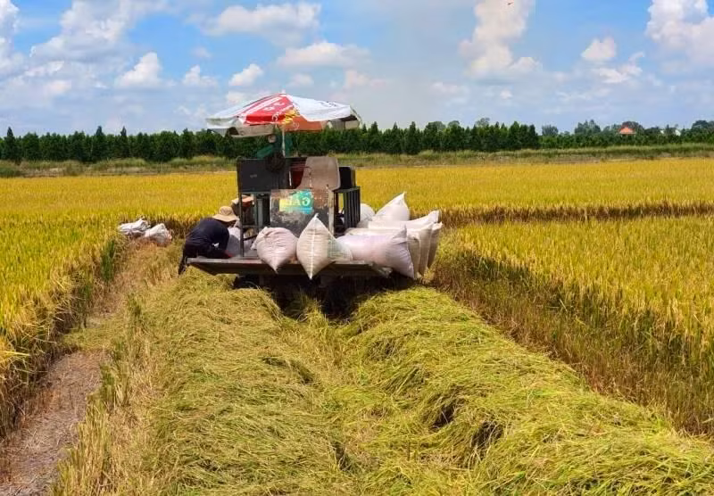 Thu hoạch lúa ở ĐBSCL. Ảnh: CK