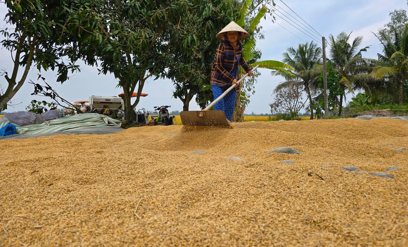 Diện tích lúa Đông Xuân tại ĐBSCL giảm nhưng năng suất tăng nên sản lượng không có nhiều biến động. Ảnh: CK.