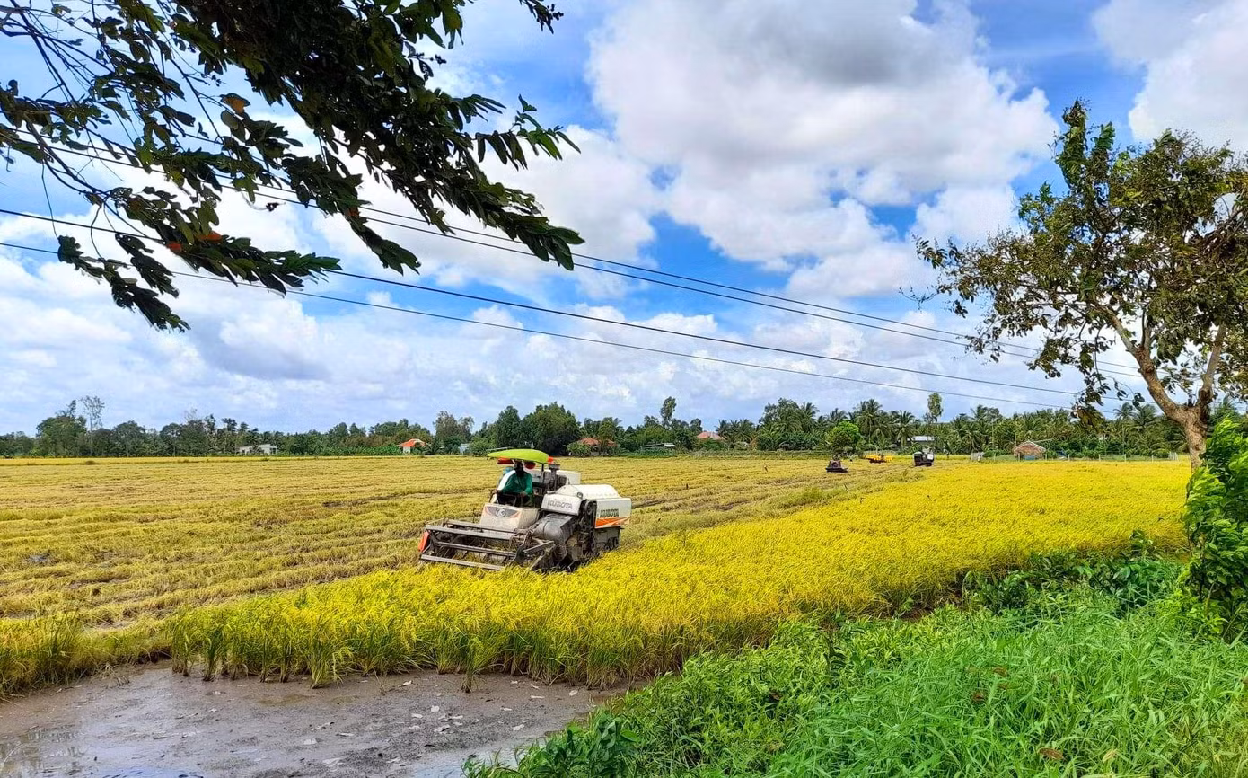 Vụ lúa Thu Đông 2021, vùng ĐBSCL xuống giống hơn 714.000ha; năng suất ước đạt 56 tạ/ha và sản lượng ước đạt hơn 4 triệu tấn.