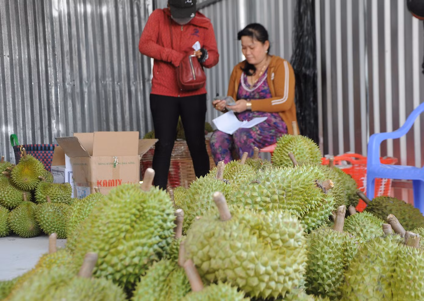 Nguyên nhân giá sầu riêng giảm sâu, bên cạnh vào thu hoạch rộ cho sản lượng lớn thì nguyên nhân quan trọng là thời gian gần đây xuất khẩu gặp khó, nhất là thị trường chủ lực Trung Quốc siết chặt kiểm soát chất lượng. "Nghe tin giá sầu riêng giảm mạnh trong thời gian gần đây bởi xuất khẩu bị chậm. Bà con mong đầu ra xuất khẩu sớm thuận lợi trở lại để sầu riêng bán được giá tốt hơn hiện nay” - ông Huỳnh Văn Tiến (xã Tân Thới, huyện Phong Ðiền, TP Cần Thơ) chia sẻ.