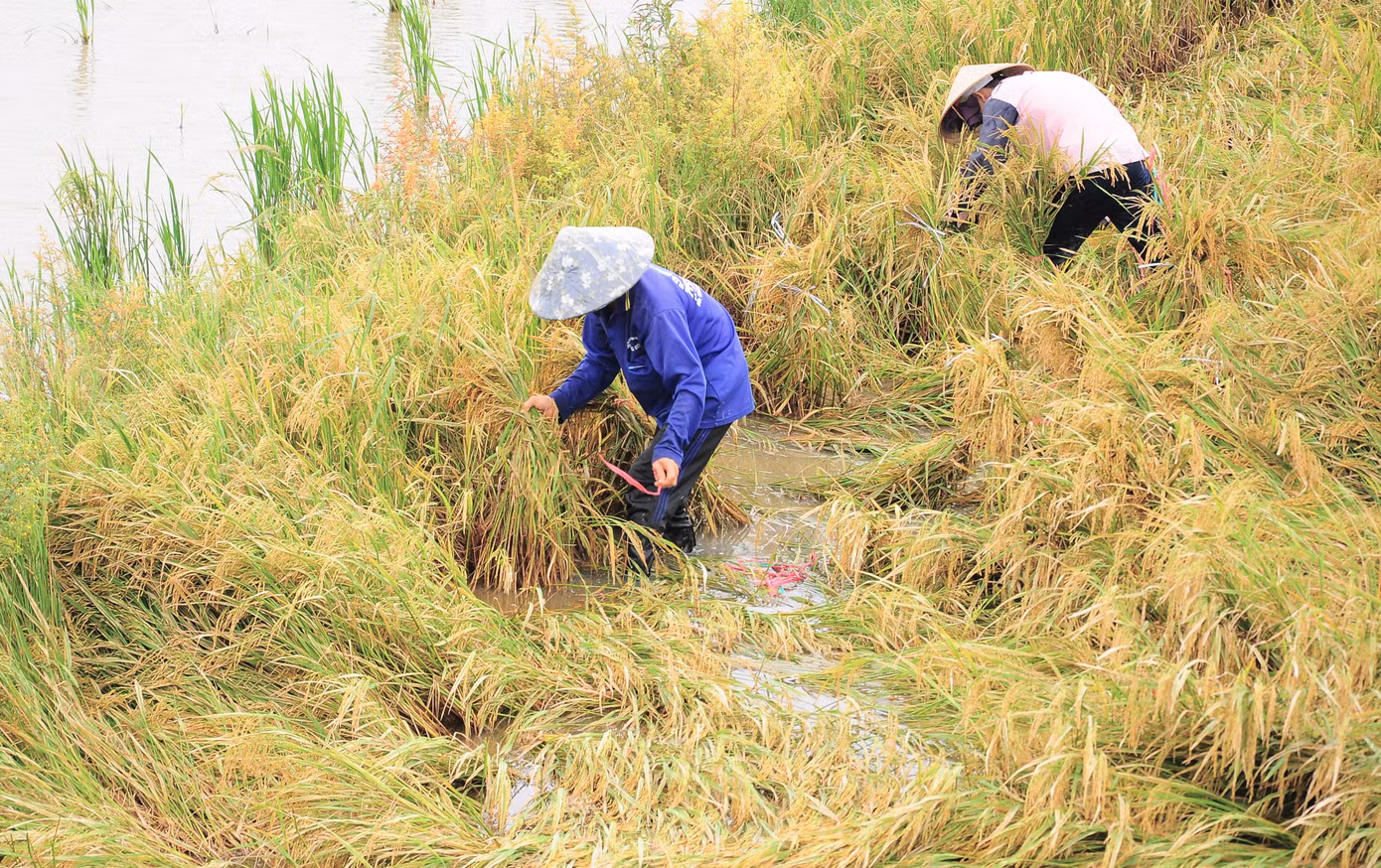 Người dân buộc lúa để dựng lên tránh bị ngâm nước, chờ máy cắt.