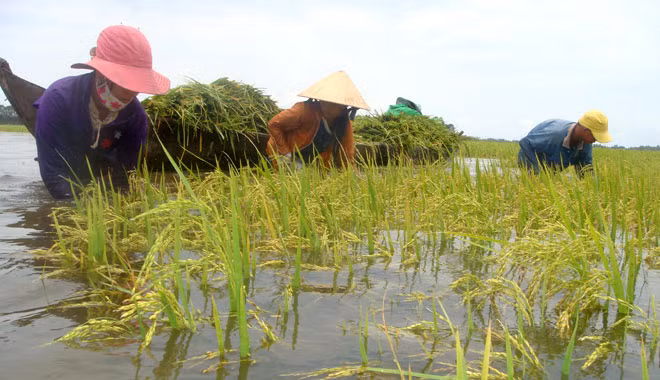 3 năm, DN lỗ hơn 300 tỷ đồng vẫn quyết tâm làm! ảnh 1