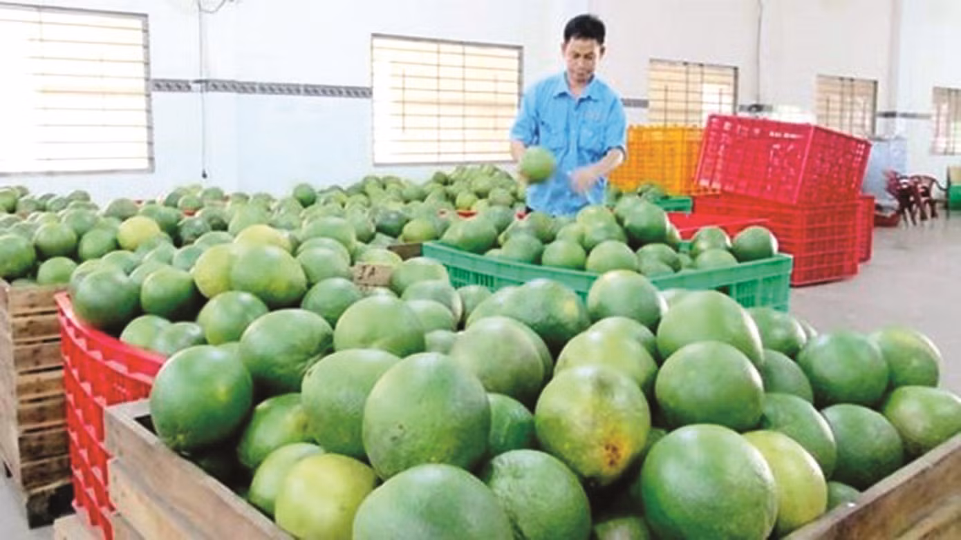 Bưởi Việt Nam sẽ có cơ hội xuất khẩu sang Hàn Quốc vào cuối năm nay.