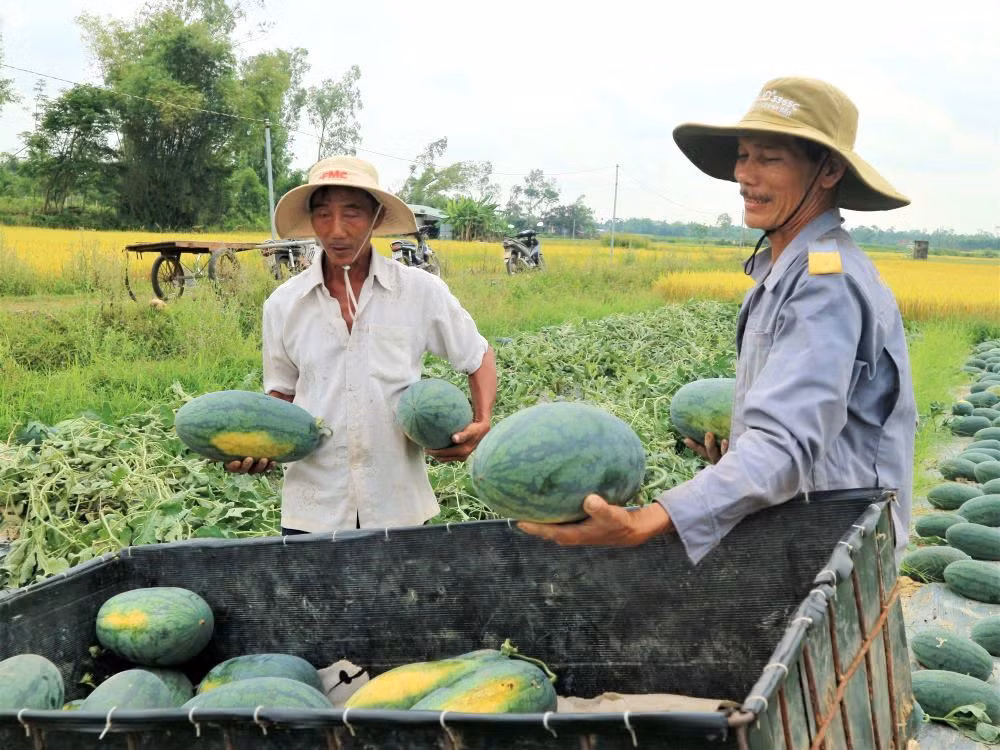Việc Nghị định thư xuất khẩu dưa hấu chính ngạch sang Trung Quốc có hiệu lực sẽ giúp đầu ra sản phẩm này ổn định hơn. Việc Nghị định thư xuất khẩu dưa hấu chính ngạch sang Trung Quốc có hiệu lực sẽ giúp đầu ra sản phẩm này ổn định hơn.