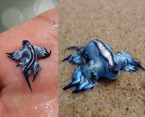Sên biển "rồng xanh" ở trên bờ. Ảnh: Imtorn.