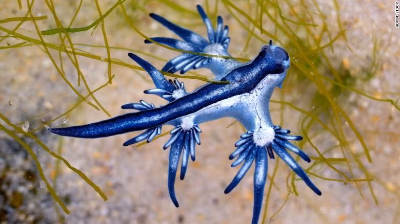 Sên biển “rồng xanh” (tên khoa học: Glaucus atlanticus) dạt vào bờ biển trên đảo Mustang, bang Texas, Mỹ. Nguồn: CNN.