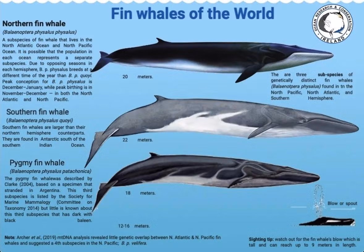 Thông tin cơ bản về loài cá voi vây. Ảnh:Orca Ireland.