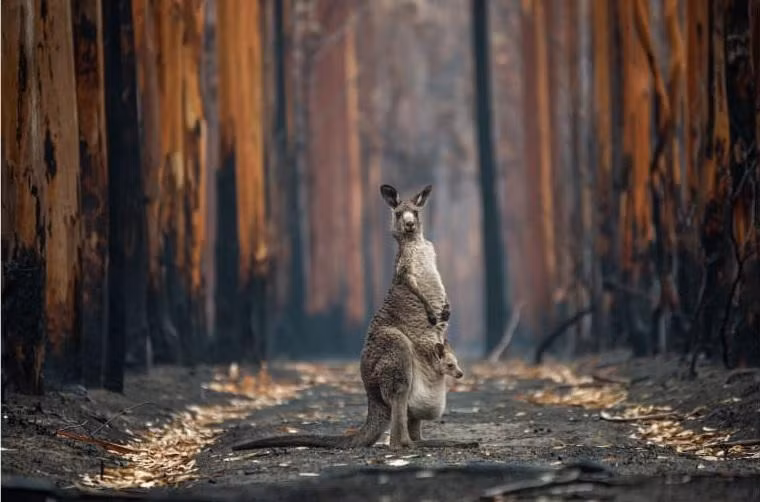 Một con kangaroo xám và con nhỏ ở giữa đồn điền bạch đàn bị cháy gần Mallacoota, miền nam nước Úc. Ảnh: Jo-Anne McArthur.