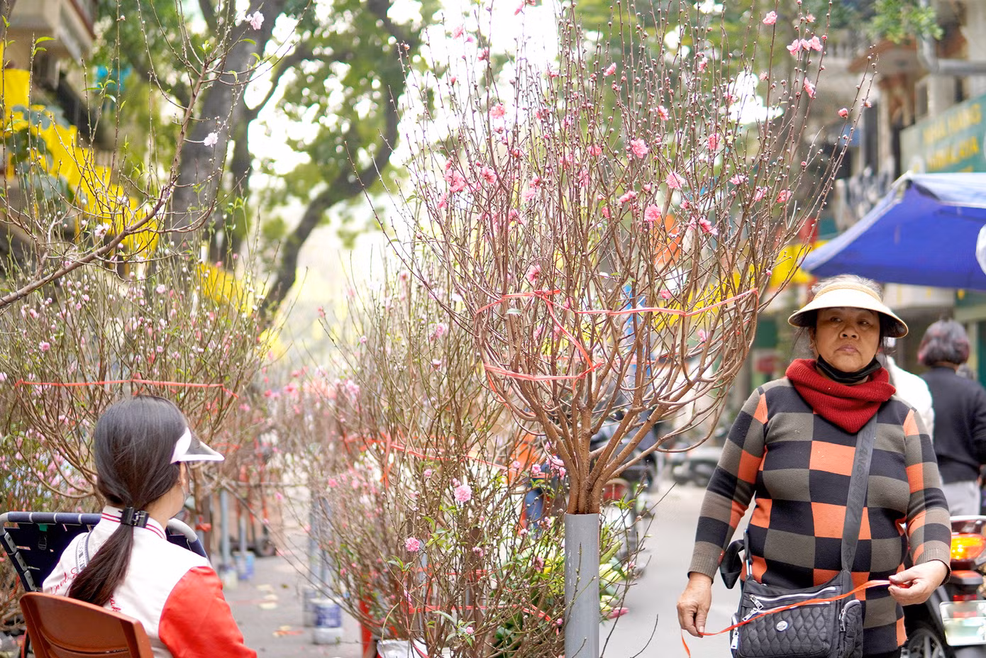 Đào phai, đào bích từ khắp các vườn ươm đã vận chuyển đến đầy đủ và đa dạng.