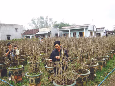 Chủ vườn mai đã sẵn sàng, nhưng khách hàng vắng bóng 