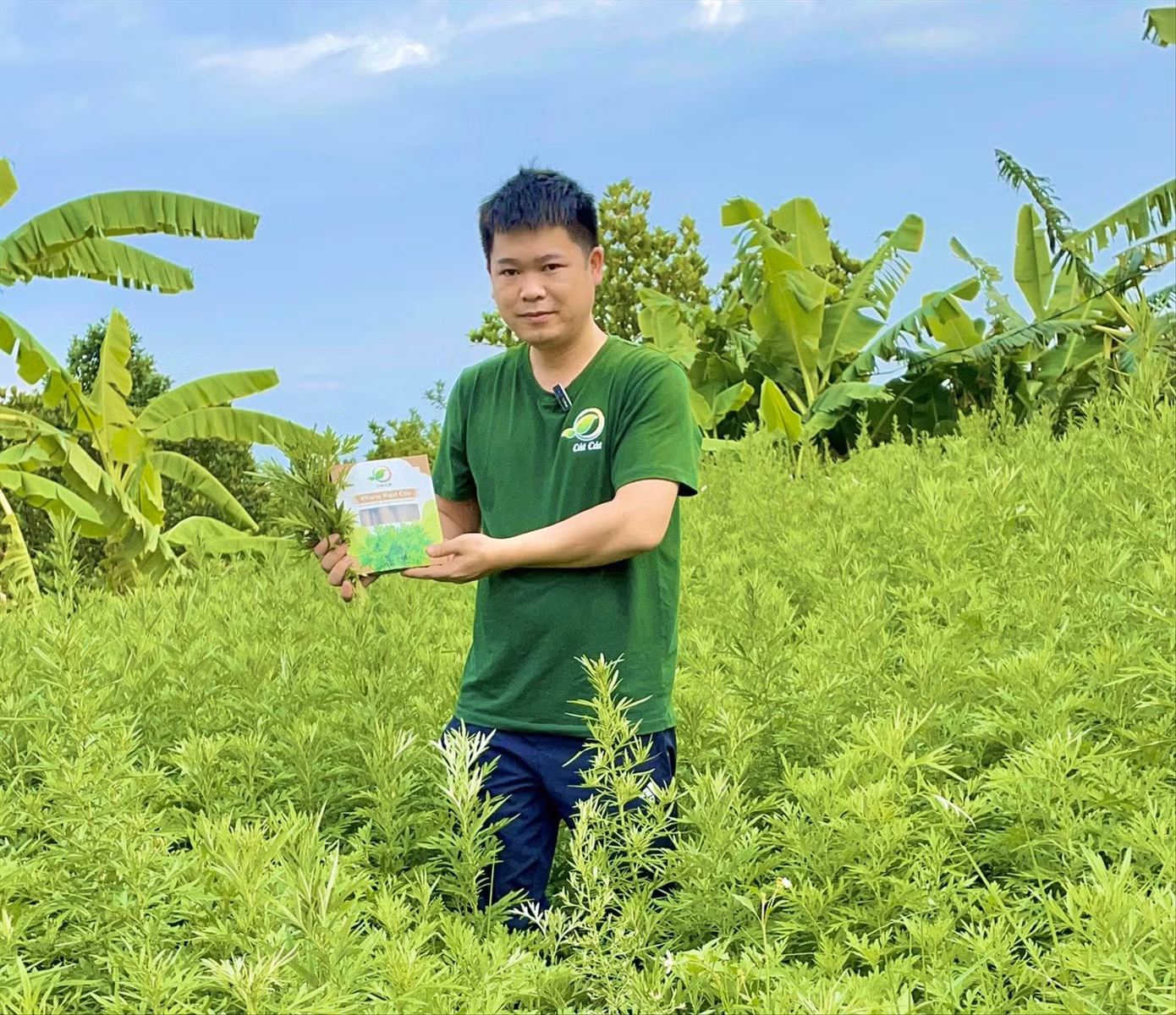 Mô hình khởi nghiệp từ cây ngải cứu giúp anh Kỹ thu về hàng tỷ đồng mỗi năm