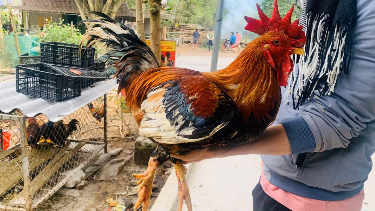 Gà 9 cựa đang được bảo tồn