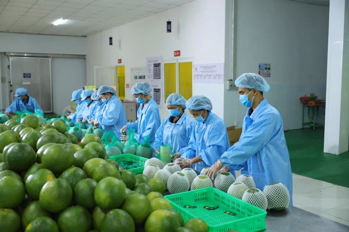 Xuất khẩu rau quả trong 9 tháng đạt mức 5,7 tỷ USD, bằng cả mức kỷ lục năm ngoái. Ảnh: N.Tùng