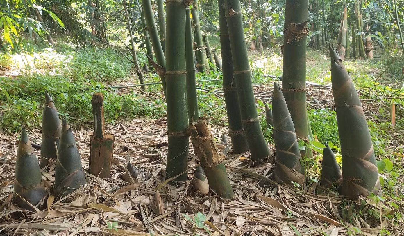 Vườn tre bốn mùa của gia đình bà Sang.