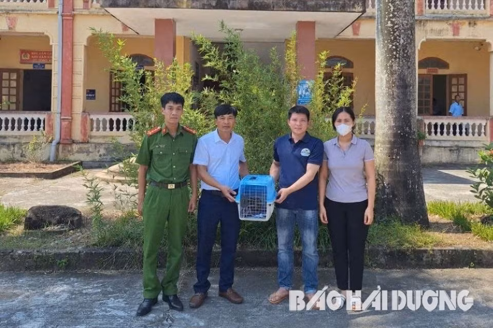 Lực lượng Công an xã Cao Thắng bàn giao cá thể cu li cho Trung tâm Cứu hộ, bảo tồn và phát triển sinh vật, Vườn Quốc gia Cúc Phương (ảnh cơ sở cung cấp)