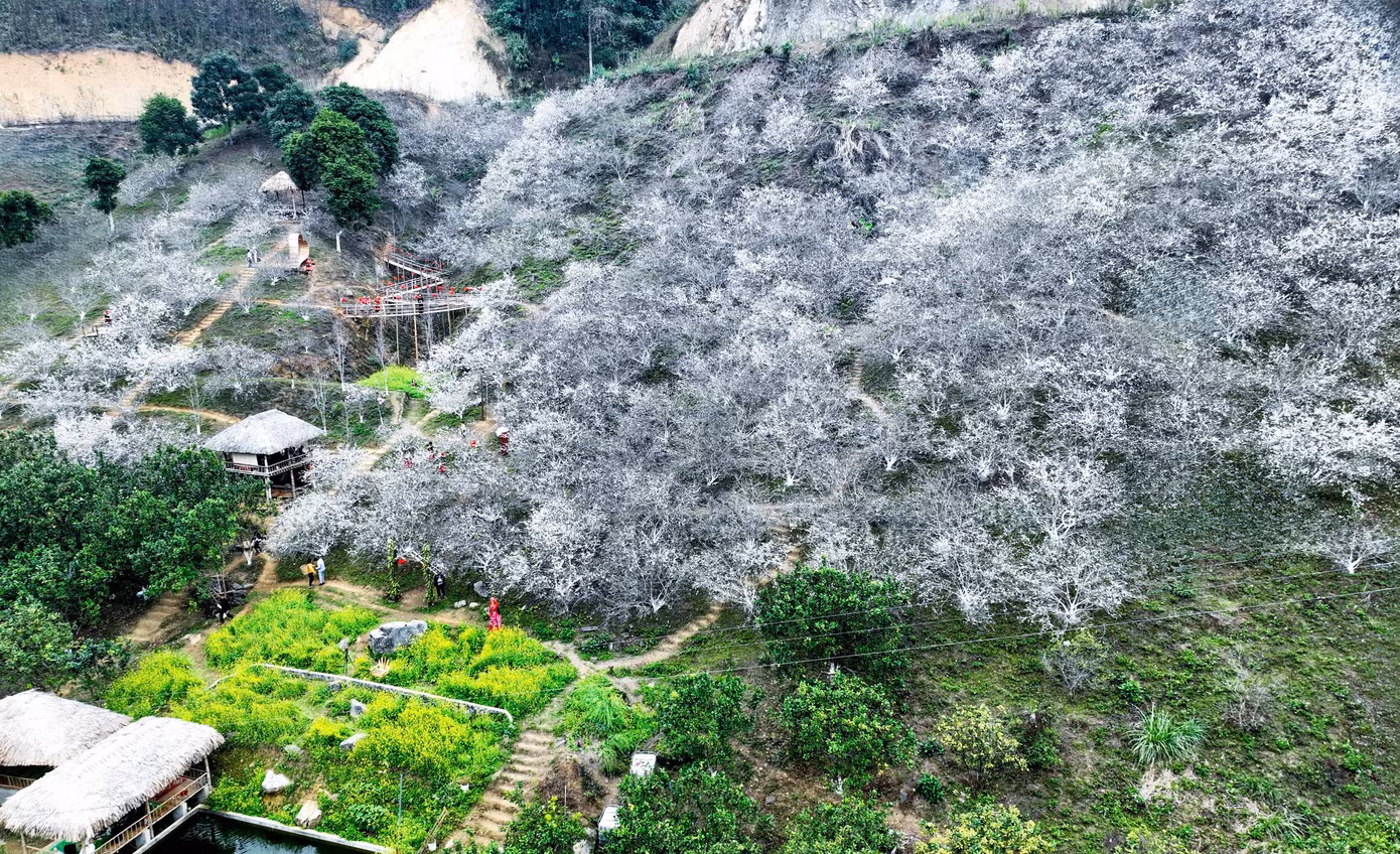 Nhìn từ trên cao, vườn mận Nà Héc như một tấm thảm trắng mềm mại trải dài dưới chân Đèo Cọ. Từng cụm hoa mận bung nở tạo nên khung cảnh thơ mộng giữa núi rừng Tuyên Quang.