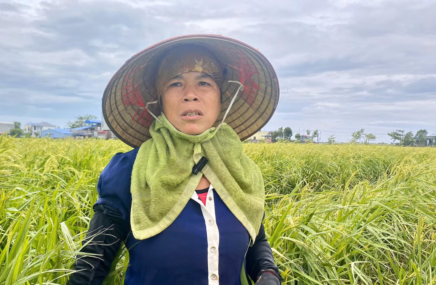 Bà Lưu Thị Sang (57 tuổi, thôn Việt Thắng, xã Hồng An) đang tranh thủ buộc lúa vừa đổ. Gia đình bà Sang có 8 sào thì có quá nửa bị đổ. “Tranh thủ trời ngớt mưa, tôi ra buộc không nay mai nắng nóng lúa thối hết. Anh nhìn xem, lúa đã trổ bông, còn khoảng 20 ngày nữa thì thu hoạch. Bao công chăm bẵm, phân bón, giờ chỉ mong được 20-30% thôi”, bà Sang nghẹn ngào.