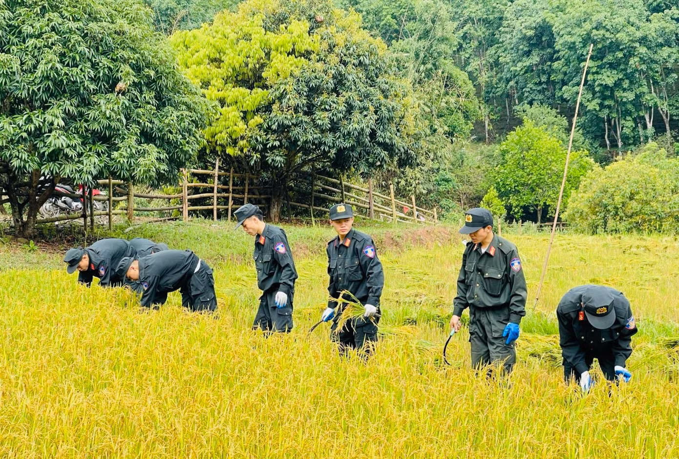 Hỗ trợ người dân thu hoạch lúa là hoạt động xã hội thường niên của tuổi trẻ công an tỉnh Điện Biên. Ảnh: Ban Thanh niên công an tỉnh Điện Biên